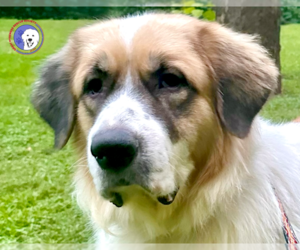 Great Pyrenees Dogs for adoption in Spring, TX, USA