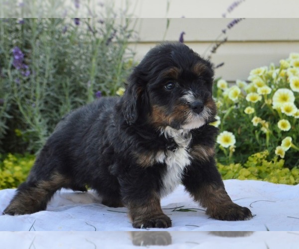 Medium Photo #11 Bernedoodle (Miniature) Puppy For Sale in PARADISE, PA, USA