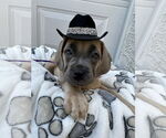 Small #2 Mutt