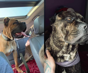 Cane Corso Puppy for sale in INDIANAPOLIS, IN, USA