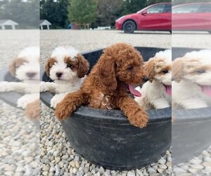 Poodle (Miniature) Puppy for sale in ROSLINDALE, MA, USA