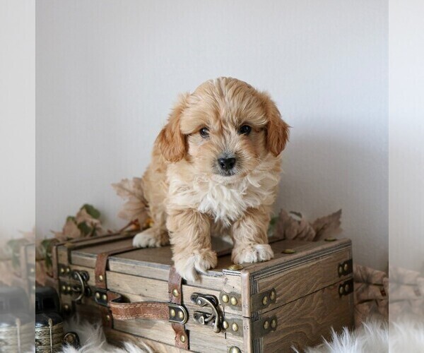 Medium Photo #1 Cavapoo Puppy For Sale in ARTHUR, IL, USA