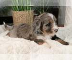 Small Photo #292 Aussiedoodle Miniature  Puppy For Sale in STAFFORD, VA, USA