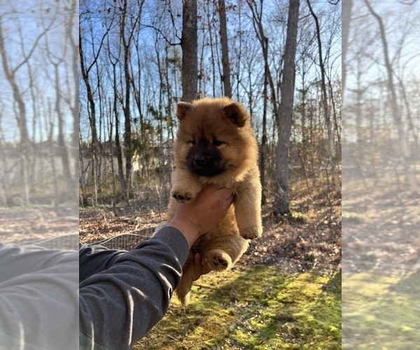 Medium Photo #2 Chow Chow Puppy For Sale in LOCUST GROVE, VA, USA