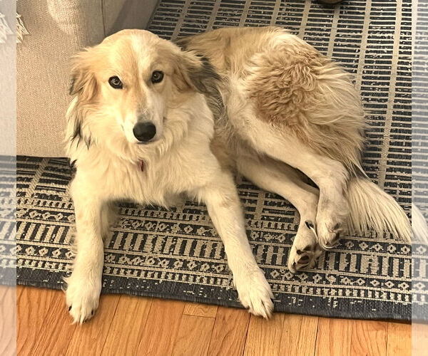 Medium Photo #2 Collie-Unknown Mix Puppy For Sale in Wakefield, RI, USA