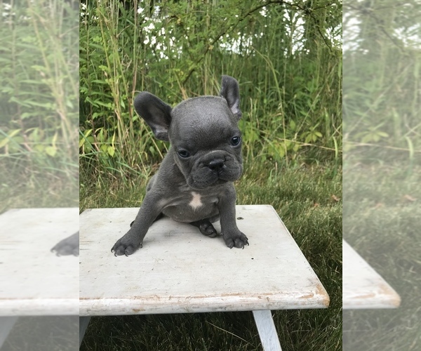 Medium Photo #4 French Bulldog Puppy For Sale in GOSHEN, IN, USA