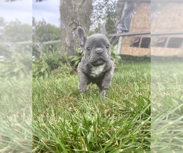 Medium Photo #3 French Bulldog Puppy For Sale in MILLVILLE, MN, USA