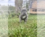 Small #2 French Bulldog