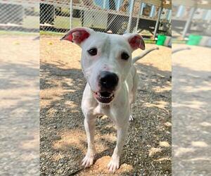 Mutt Dogs for adoption in Peoria, IL, USA