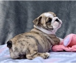 Small Photo #9 Bulldog Puppy For Sale in JACKSONVILLE, FL, USA
