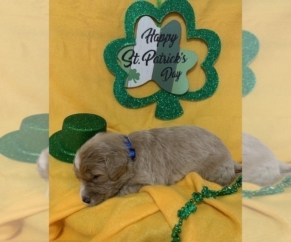 Medium Photo #7 English Cream Golden Retriever-Poodle (Standard) Mix Puppy For Sale in DEARBORN, MO, USA