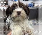 Small Shih Tzu Mix