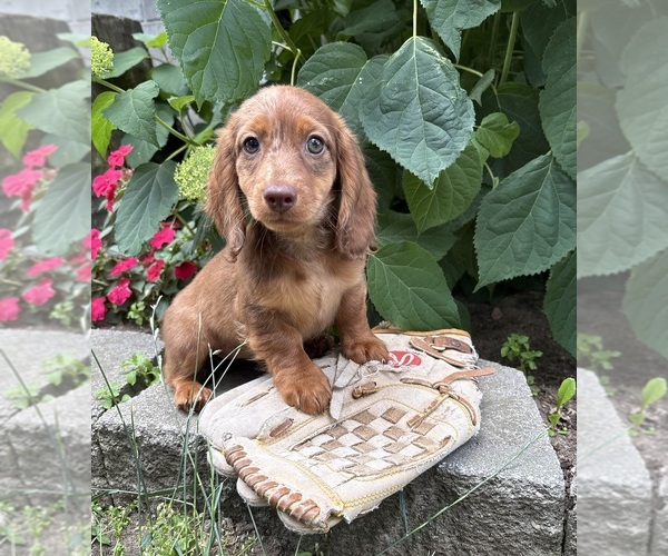 Medium Photo #2 Dachshund Puppy For Sale in MIDDLEBURY, IN, USA
