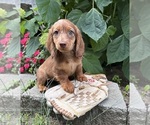 Small #1 Dachshund