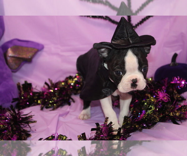 Medium Photo #2 Boston Terrier Puppy For Sale in BROOKSVILLE, FL, USA