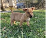 Small Photo #7 Labrador Retriever-Unknown Mix Puppy For Sale in Brooksville, FL, USA