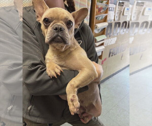 Medium Photo #3 French Bulldog Puppy For Sale in Claremore, OK, USA