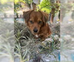 Small Photo #4 Dachshund-Unknown Mix Puppy For Sale in Los Angeles, CA, USA