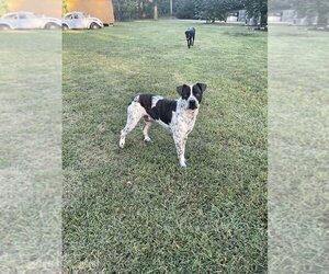 Catahoula Leopard Dog-Unknown Mix Dogs for adoption in Conway, AR, USA