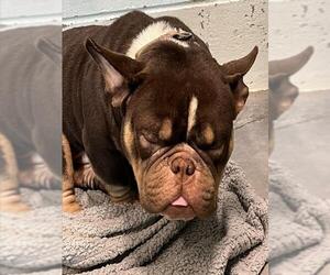 Bulldog-Unknown Mix Dogs for adoption in Tavares, FL, USA