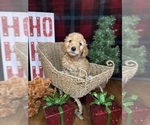 Small #15 Goldendoodle