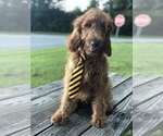 Small Photo #9 Goldendoodle Puppy For Sale in KISSIMMEE, FL, USA