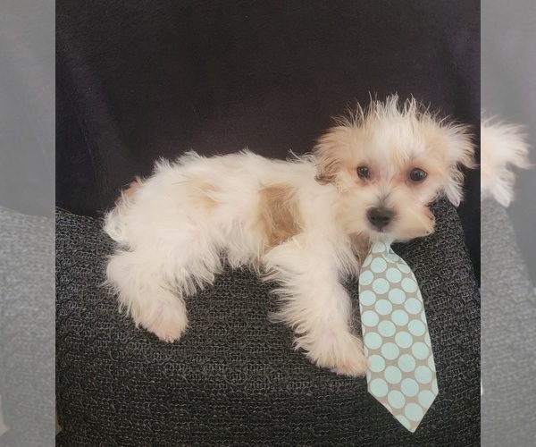Medium Photo #18 Morkie Puppy For Sale in OTTAWA, OH, USA