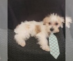 Small Photo #18 Morkie Puppy For Sale in OTTAWA, OH, USA