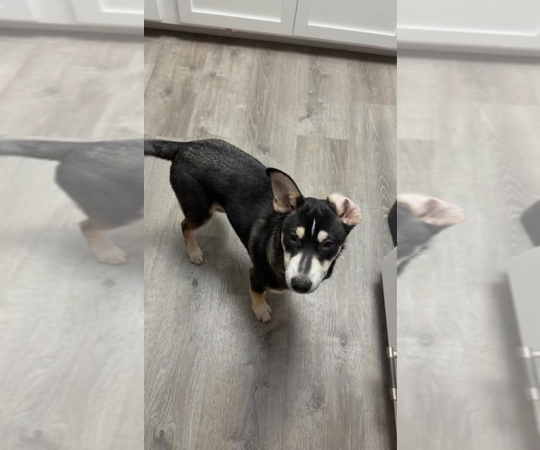 Medium Photo #3 Scottish Collisky Puppy For Sale in Evansville, IN, USA