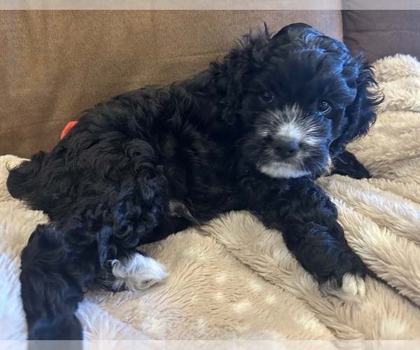 Medium Photo #2 Cockapoo Puppy For Sale in BLUE MOUNTAIN, MS, USA