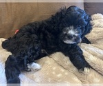 Small #1 Cockapoo