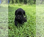 Puppy Stella Labrador Retriever