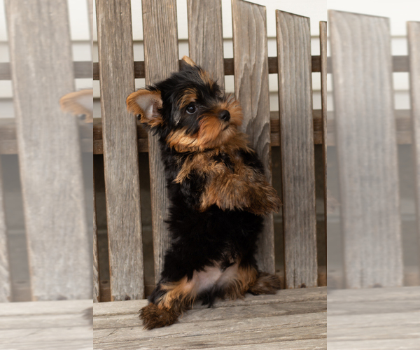 Medium Photo #4 Yorkshire Terrier Puppy For Sale in NAPPANEE, IN, USA