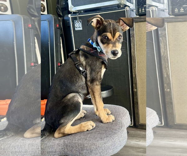 Medium Photo #1 Mutt Puppy For Sale in Jefferson, NJ, USA