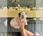 Puppy Male 3 American Bulldog