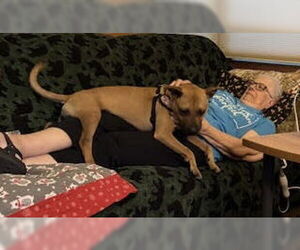Amber - Female Mutt Dog for Adoption - Photo #9