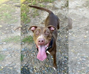 Labrador Retriever-Unknown Mix Dogs for adoption in Minneapolis, MN, USA