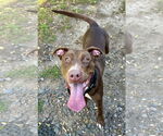 Small Labrador Retriever Mix