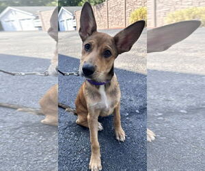 Mutt Dogs for adoption in Sterling, MA, USA
