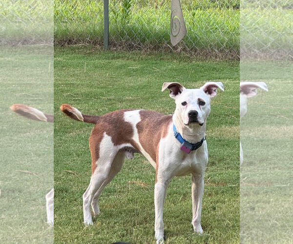 Medium Photo #2 Mutt Puppy For Sale in Atlanta, GA, USA