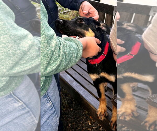 Medium Photo #4 German Pinscher-Unknown Mix Puppy For Sale in Rockaway, NJ, USA