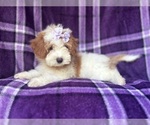 Small #6 Cavapoo