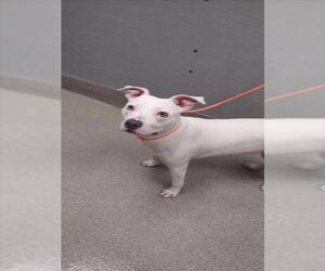 American Pit Bull Terrier-Siberian Husky Mix Dogs for adoption in Las Vegas, NV, USA