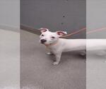 Small American Pit Bull Terrier-Siberian Husky Mix