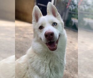 Maverick - Male Siberian Husky Dog for Adoption - Photo #4
