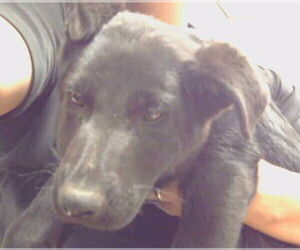 German Shepherd Dog Dogs for adoption in Sacramento, CA, USA