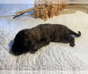 Labradoodle Puppy for sale in PEMBROKE, GA, USA
