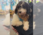 Small Photo #4 Poodle (Miniature) Puppy For Sale in St. Louis Park, MN, USA