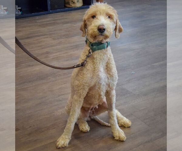 Medium Photo #5 Mutt Puppy For Sale in Huntley, IL, USA