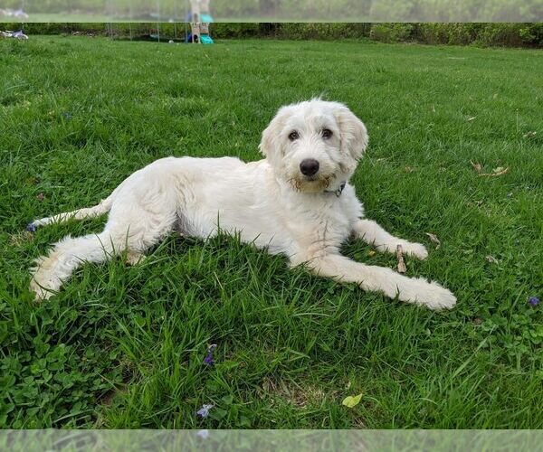 View Ad: Labradoodle-Pyredoodle Mix Puppy for Sale In Hungary